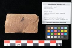 Foto (Objekt + Etikett) von Pinus leuce Unger (NHMW-GEO-2024-0188-0300)